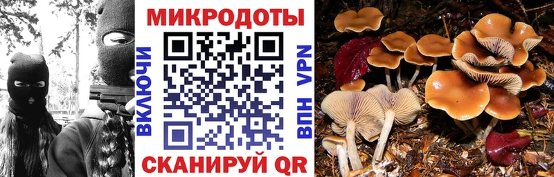 Псилоцибиновые грибы Psilocybine cubensis  Зарайск 